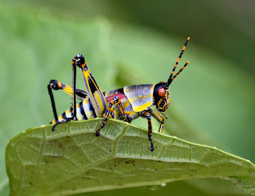 Controlling Unwanted Micro-Organisms, Pathogens and Insects Using Terra Dynamics’ Products: