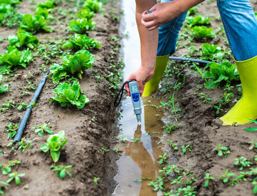 Solving the high pH irrigation water problem