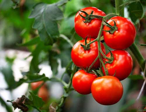 Fulvic acid passes the fertigation test